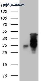 OriGene TA808867BM image 1