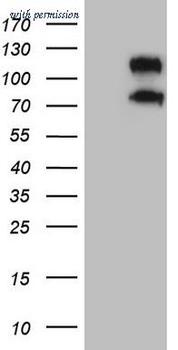 OriGene TA808885BM image 1