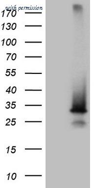OriGene TA808896AM image 1