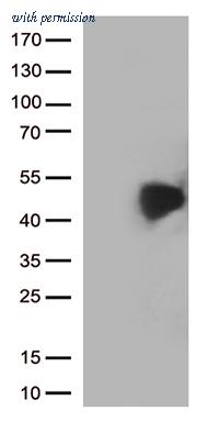 OriGene TA808983AM image 1