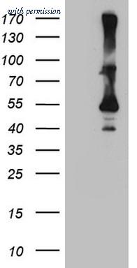 OriGene TA809012AM image 1