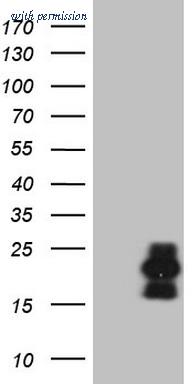 OriGene TA809027BM image 1