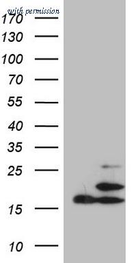 OriGene TA809066AM image 1