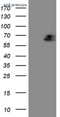 OriGene TA809082BM image 1