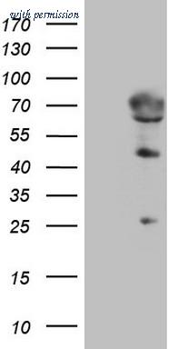 OriGene TA809085AM image 1