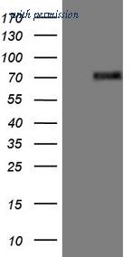 OriGene TA809106AM image 1