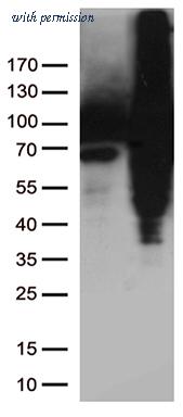 OriGene TA809187AM image 1