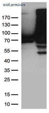 OriGene TA809188AM image 1