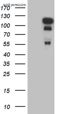 OriGene TA809192BM image 1