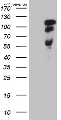 OriGene TA809201BM image 1