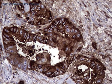 OriGene TA809254AM image 1