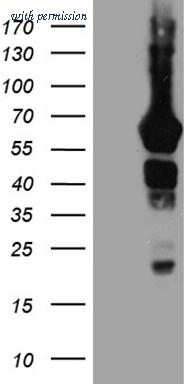 OriGene TA809283AM image 1