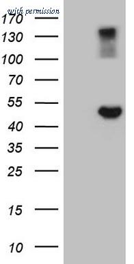 OriGene TA809313AM image 1