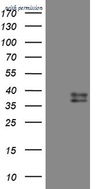 OriGene TA809346AM image 1