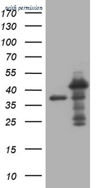 OriGene TA809347AM image 1