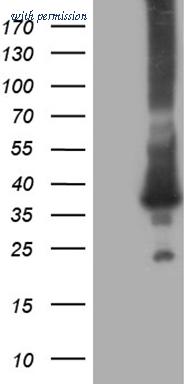 OriGene TA809370AM image 1
