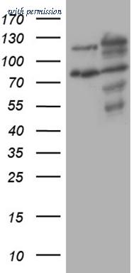 OriGene TA809427AM image 1