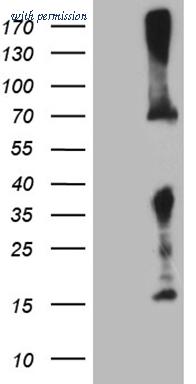 OriGene TA809431AM image 1