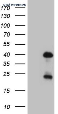 OriGene TA809509BM image 1