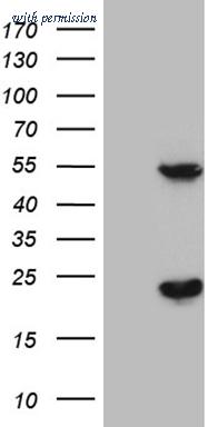 OriGene TA809540BM image 1
