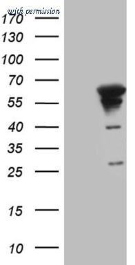 OriGene TA809553BM image 1