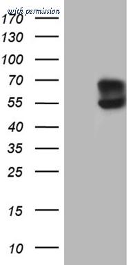 OriGene TA809560BM image 1