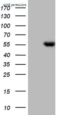 OriGene TA809563AM image 1