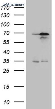 OriGene TA809585AM image 1