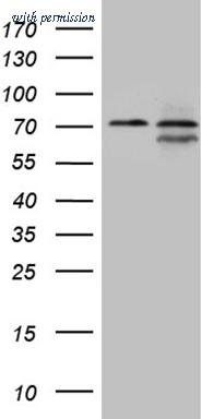 OriGene TA809587AM image 1
