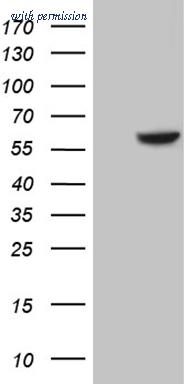 OriGene TA809694AM image 1