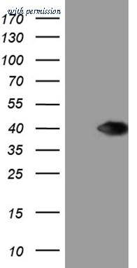 OriGene TA809862BM image 1