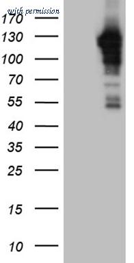 OriGene TA809895AM image 1