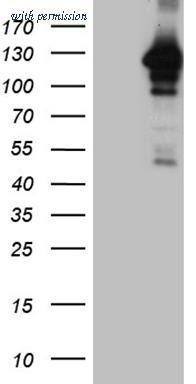 OriGene TA809896BM image 1