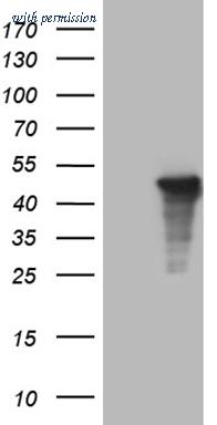 OriGene TA809949BM image 1