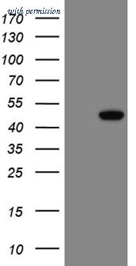 OriGene TA809962AM image 1