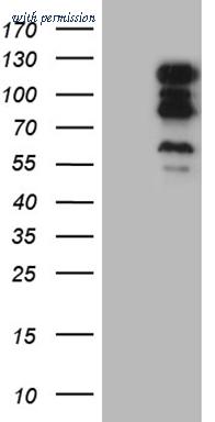 OriGene TA809980AM image 1