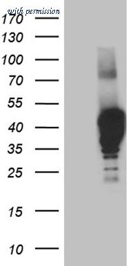 OriGene TA809982BM image 1