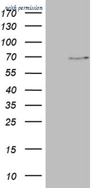 OriGene TA810000BM image 1