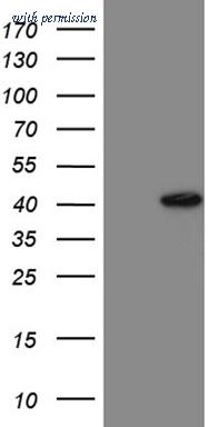 OriGene TA810001AM image 1