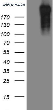 OriGene TA810050BM image 1