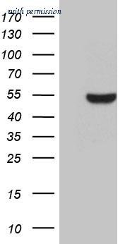 OriGene TA810132AM image 1