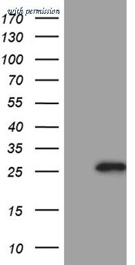 OriGene TA810173BM image 1