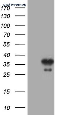 OriGene TA810188AM image 1