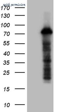 OriGene TA810209AM image 1
