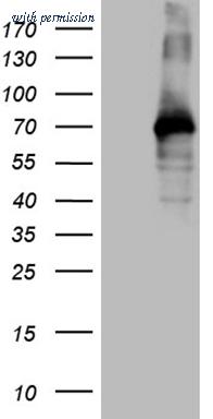 OriGene TA810210BM image 1