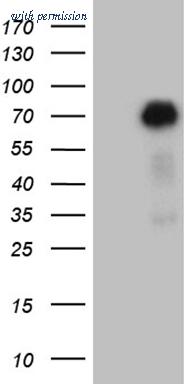 OriGene TA810217BM image 1