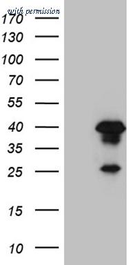OriGene TA810263AM image 1