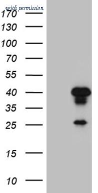 OriGene TA810264AM image 1