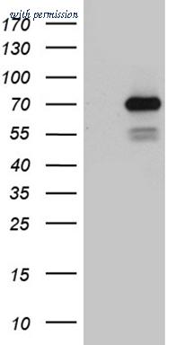 OriGene TA810308BM image 1