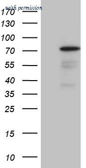 OriGene TA810309BM image 1